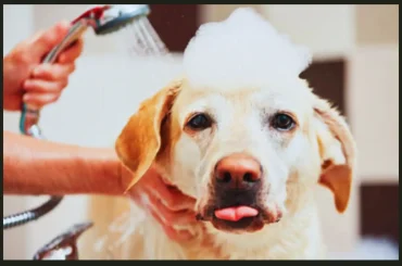 How Often Should I Bathe My Labrador Retriever?