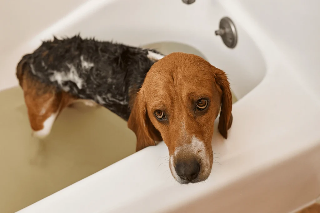 Beagle with shampoo in a bathtub when bathe