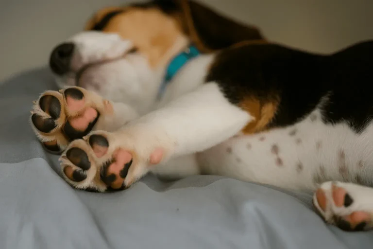 Beagle's webbed feet