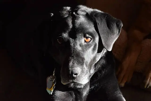 Black Labrador Retriever