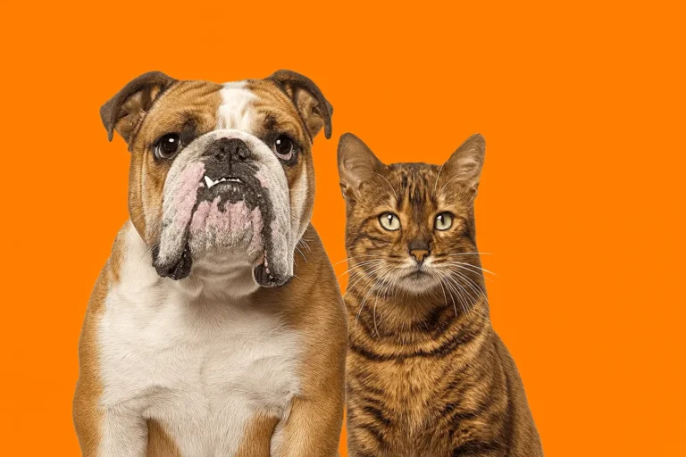 Bulldog and a cat in orange background