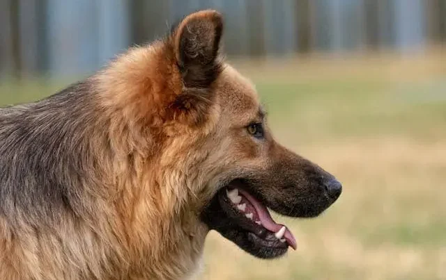 German Shepherd side appearance