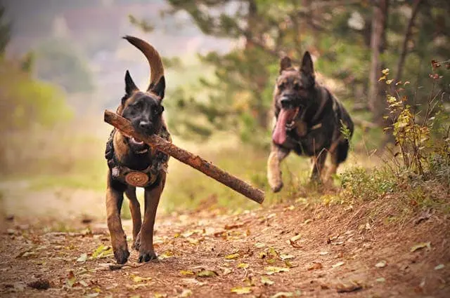 Two German Shepherds playing with a stick