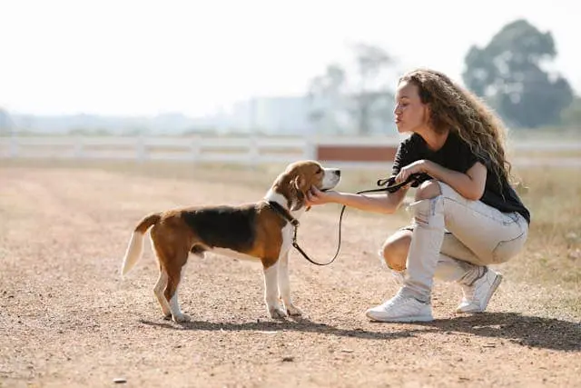 Woman petting a Beagle