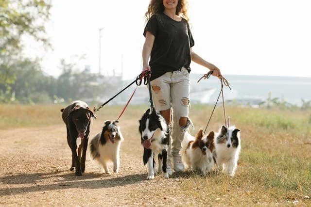 Woman walking 5 dogs