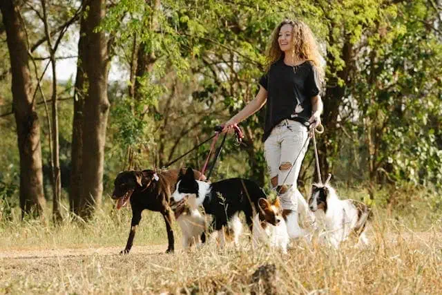Woman walking with 5 dogs at once